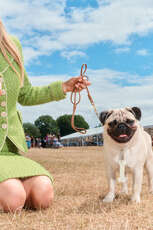 DOG LOVERS