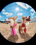 Dog Collection