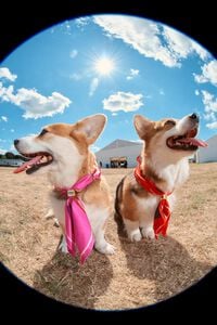 Charm pañuelo chihuahuas